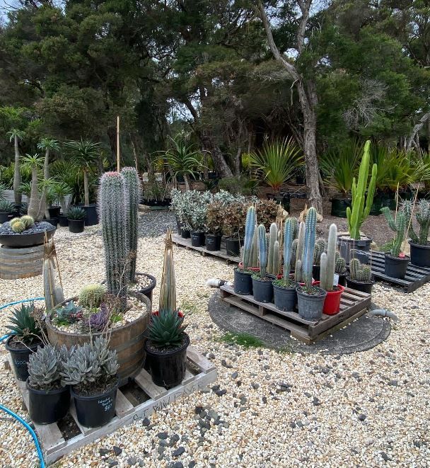 A garden filled with lots of potted plants and cactus.