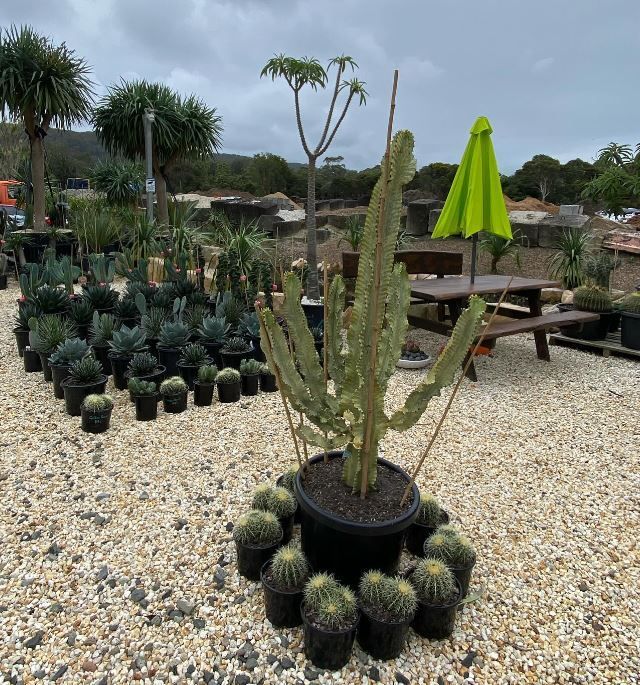 A cactus in a black pot is surrounded by other potted plants
