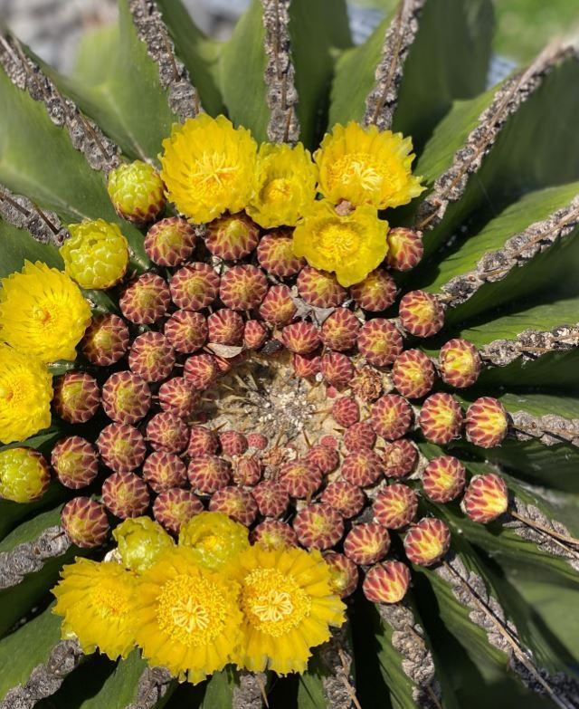 A close up of a cactus with yellow flowers