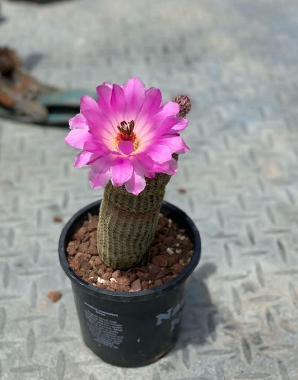 A small cactus with a pink flower in a black pot