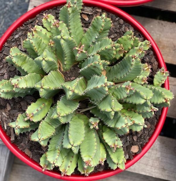 A small green plant in a red pot