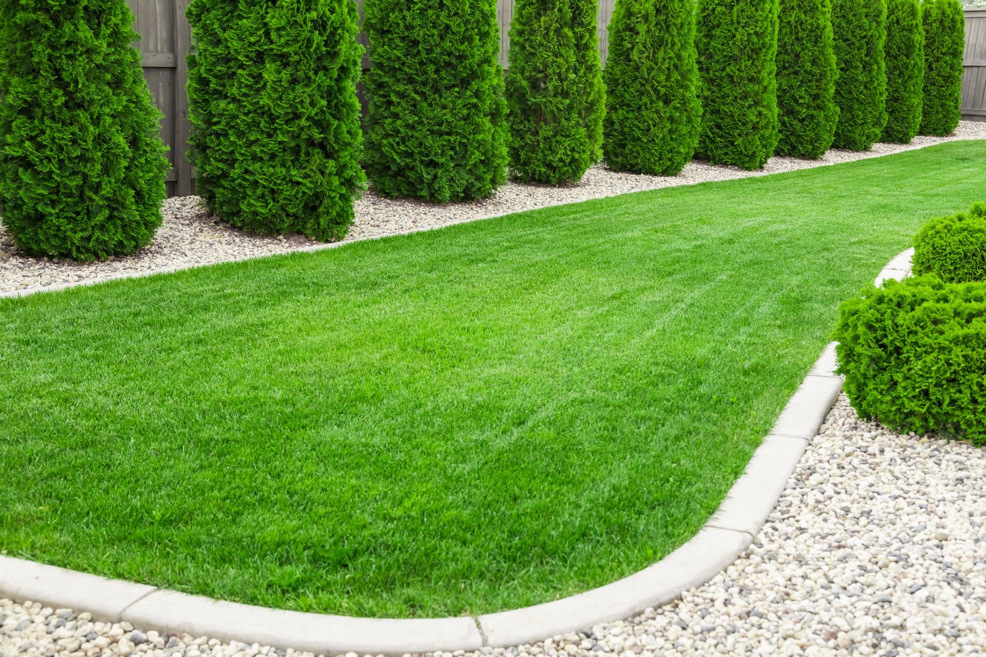 Curved green lawn bordered by white stone edging and tall trimmed shrubs in a landscaped garden Curved green lawn bordered by white stone edging and tall trimmed shrubs in a landscaped garden
