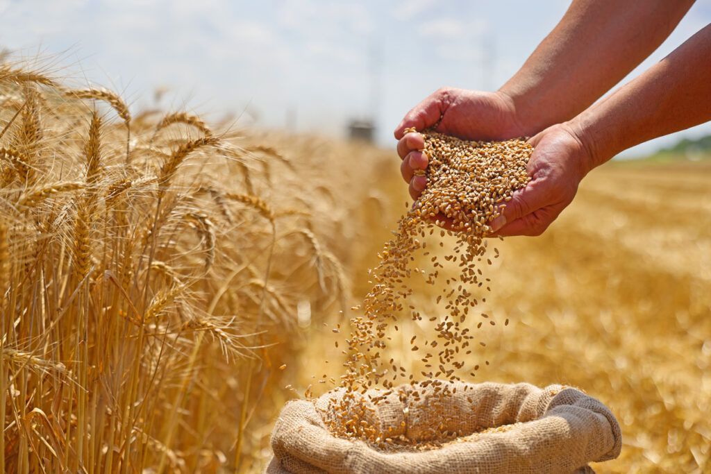Hands pouring wheat grains into a burlap sack in a harvested field.