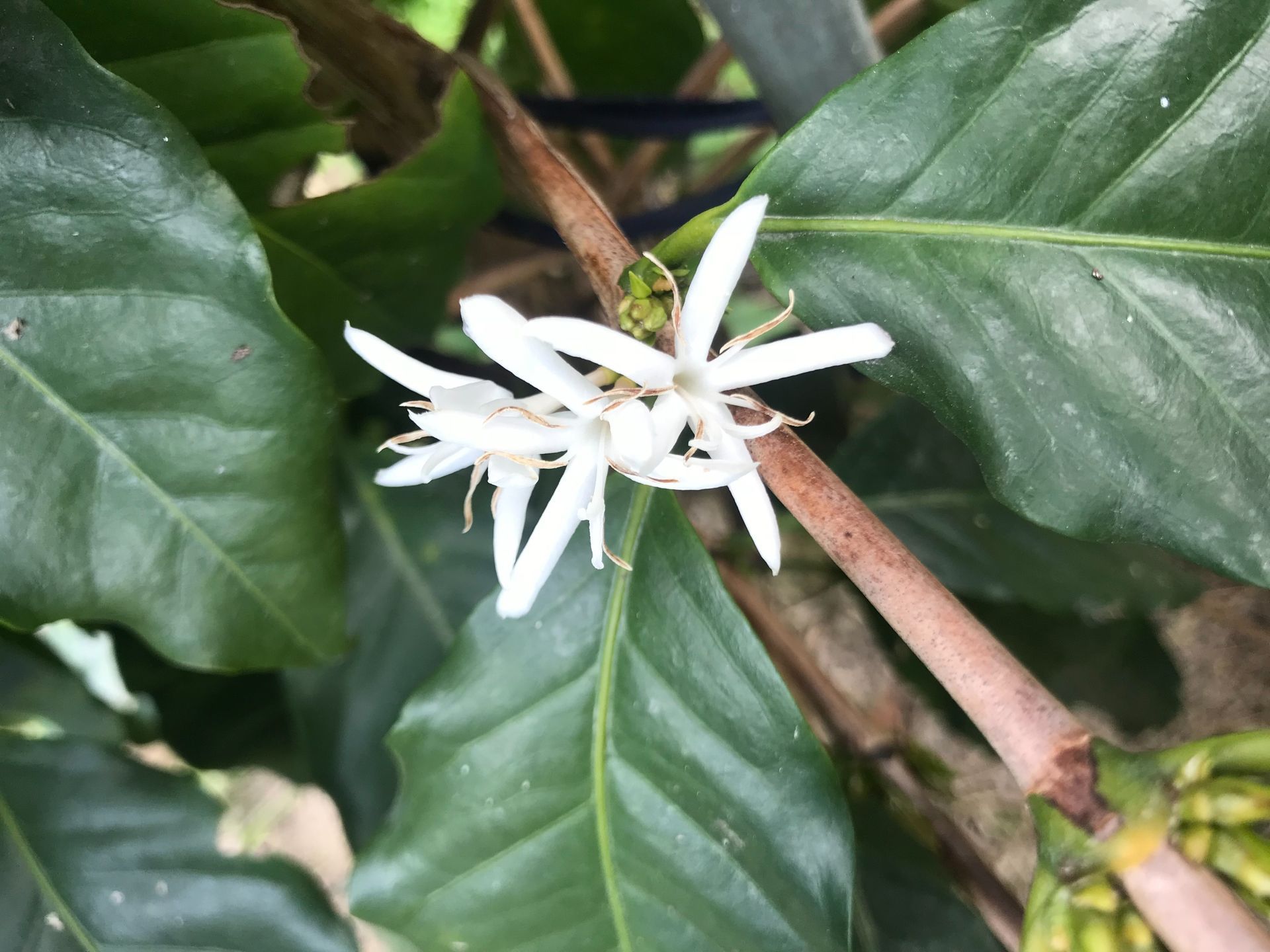 花系列~Stylish 時尚情人/磅