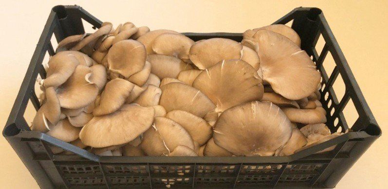 Una cassa nera traboccante di funghi ostrica grigi.