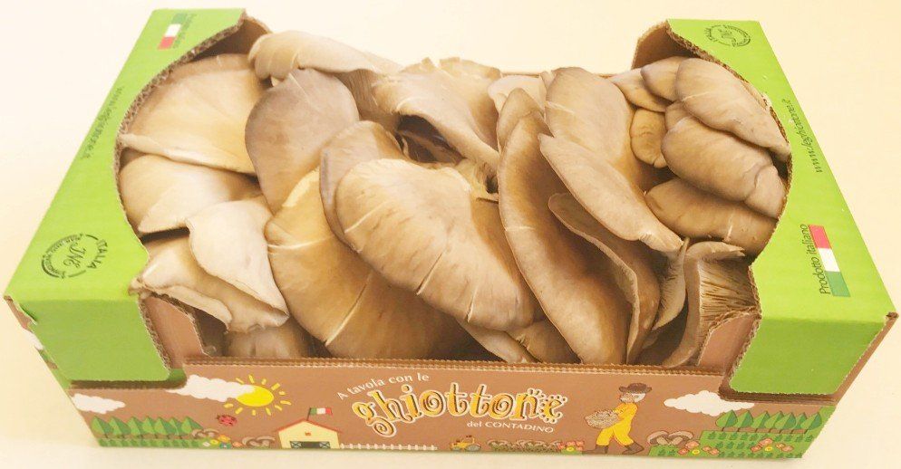 Scatola di funghi ostrica; marroni e beige, in una scatola di cartone verde e marrone.