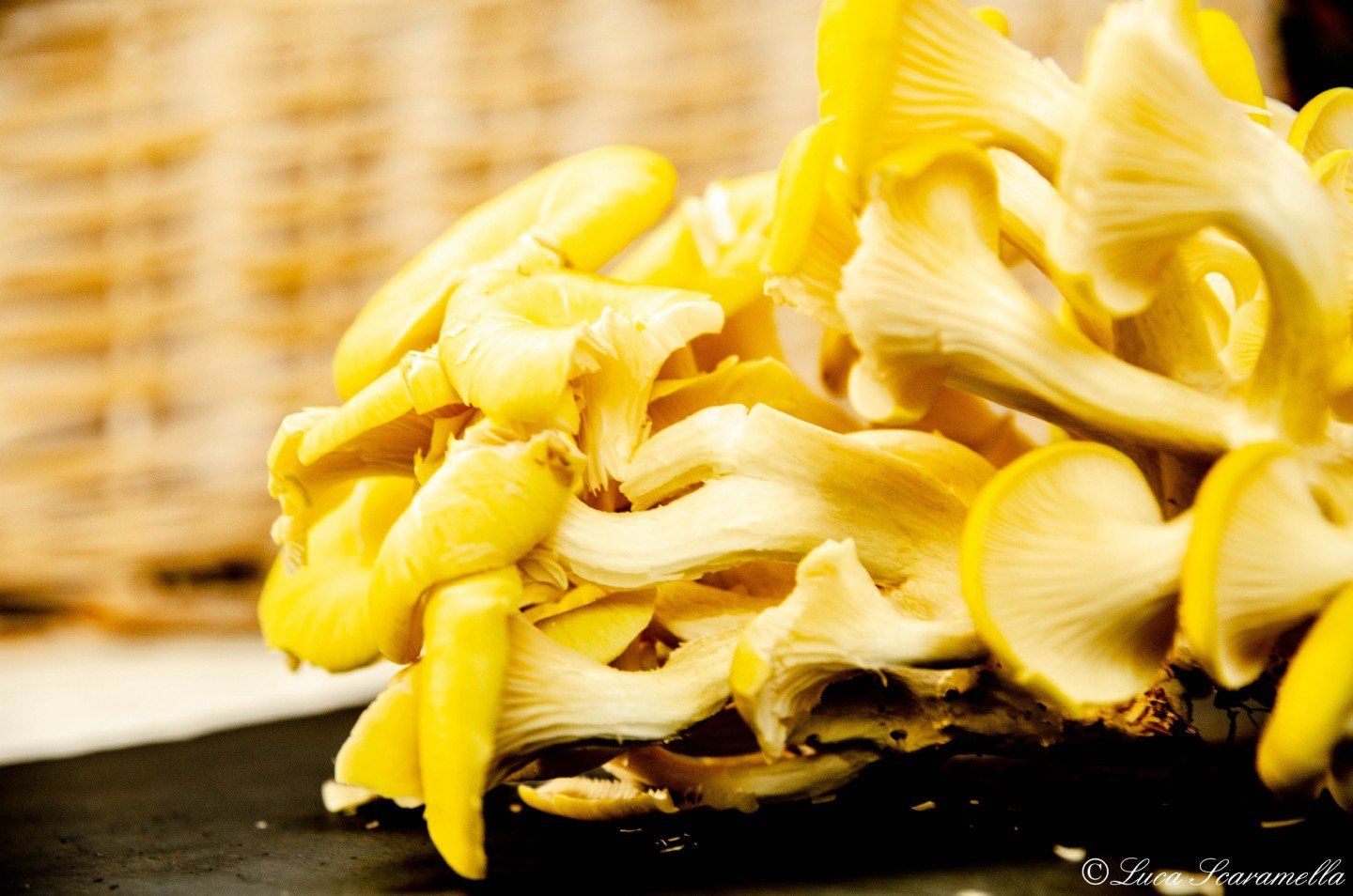 filiera e tracciabilitÃ