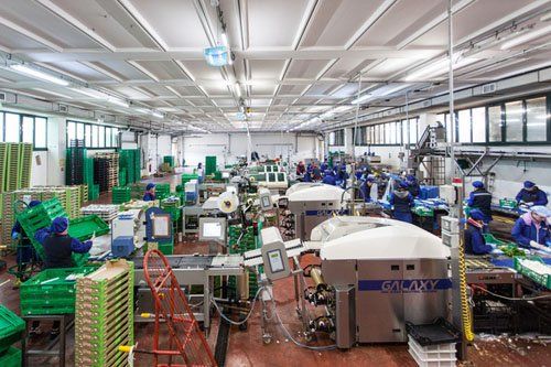 sedi di stoccaggio dei funghi raccolti