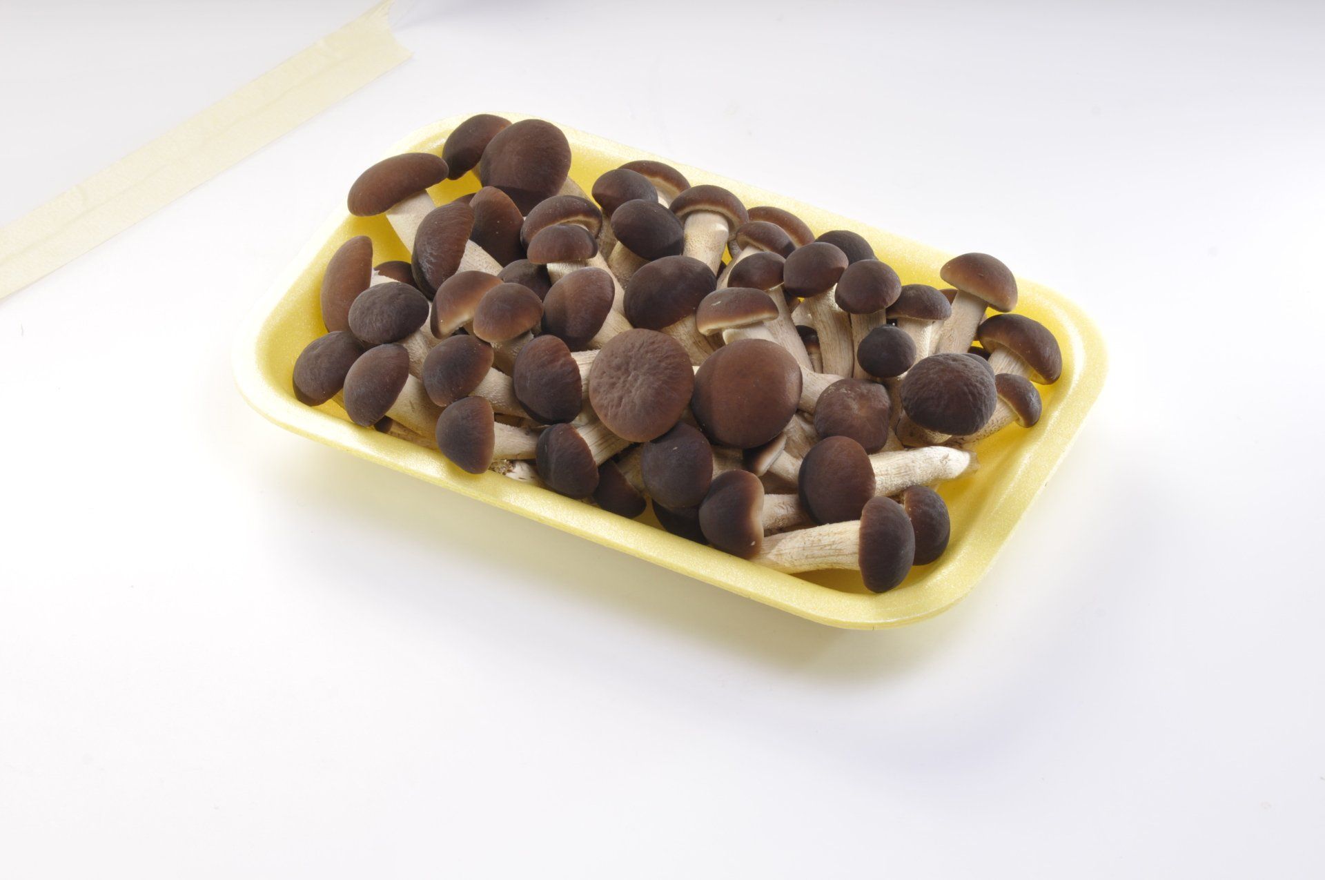 Funghi shimeji marroni in un vassoio di plastica giallo su una superficie bianca.