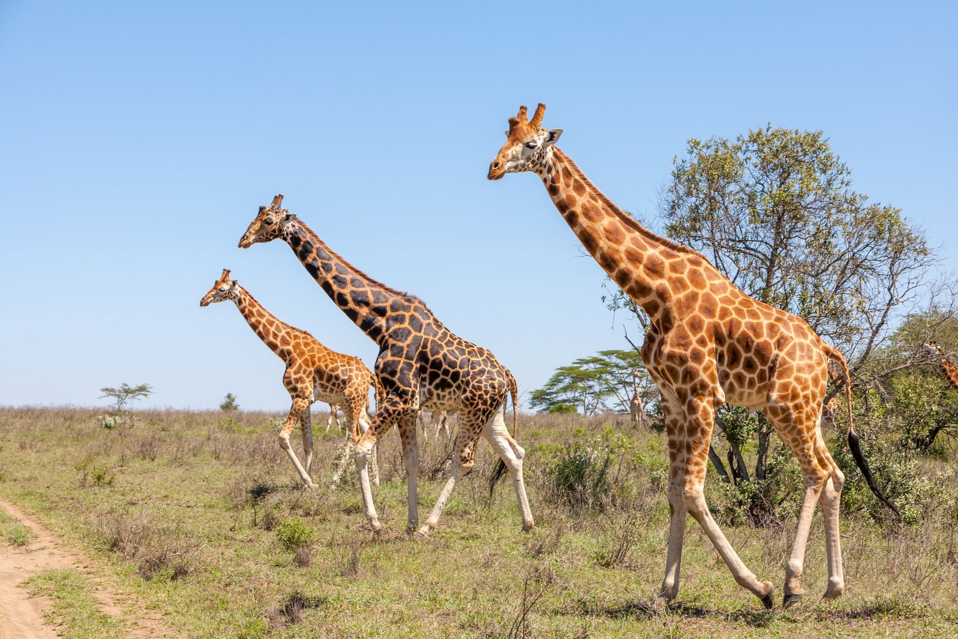 A herd of giraffes are walking across a grassy field.