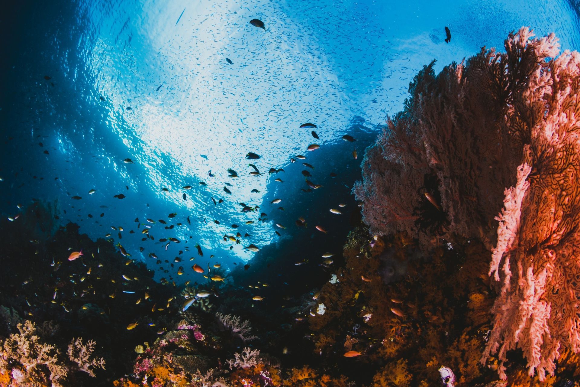 A group of fish are swimming in the ocean near a coral reef.