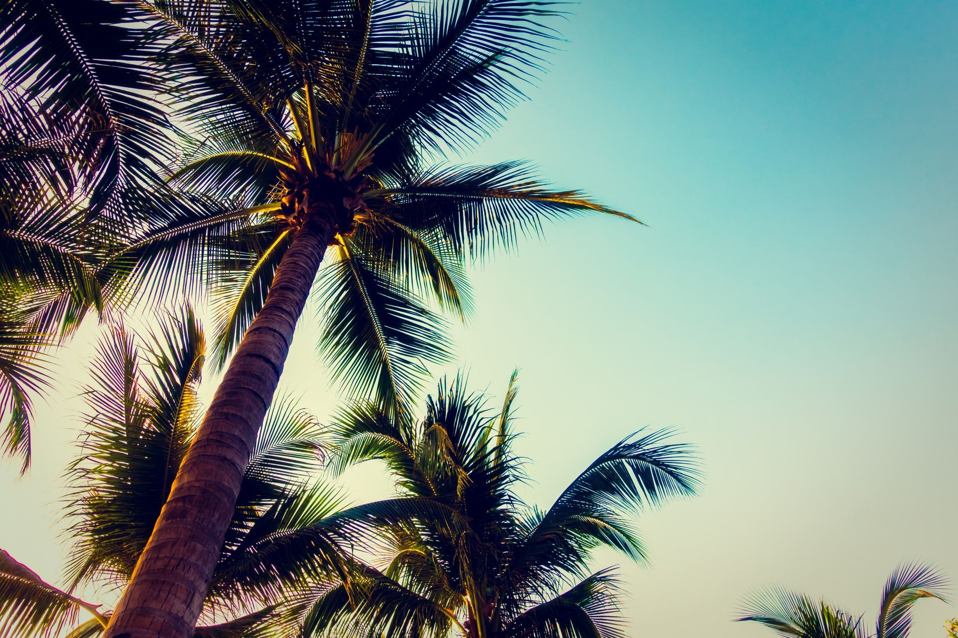 A row of palm trees against a blue sky