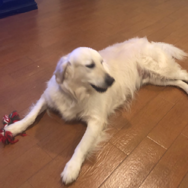 A white dog is laying on a wooden floor with a toy in its paws.