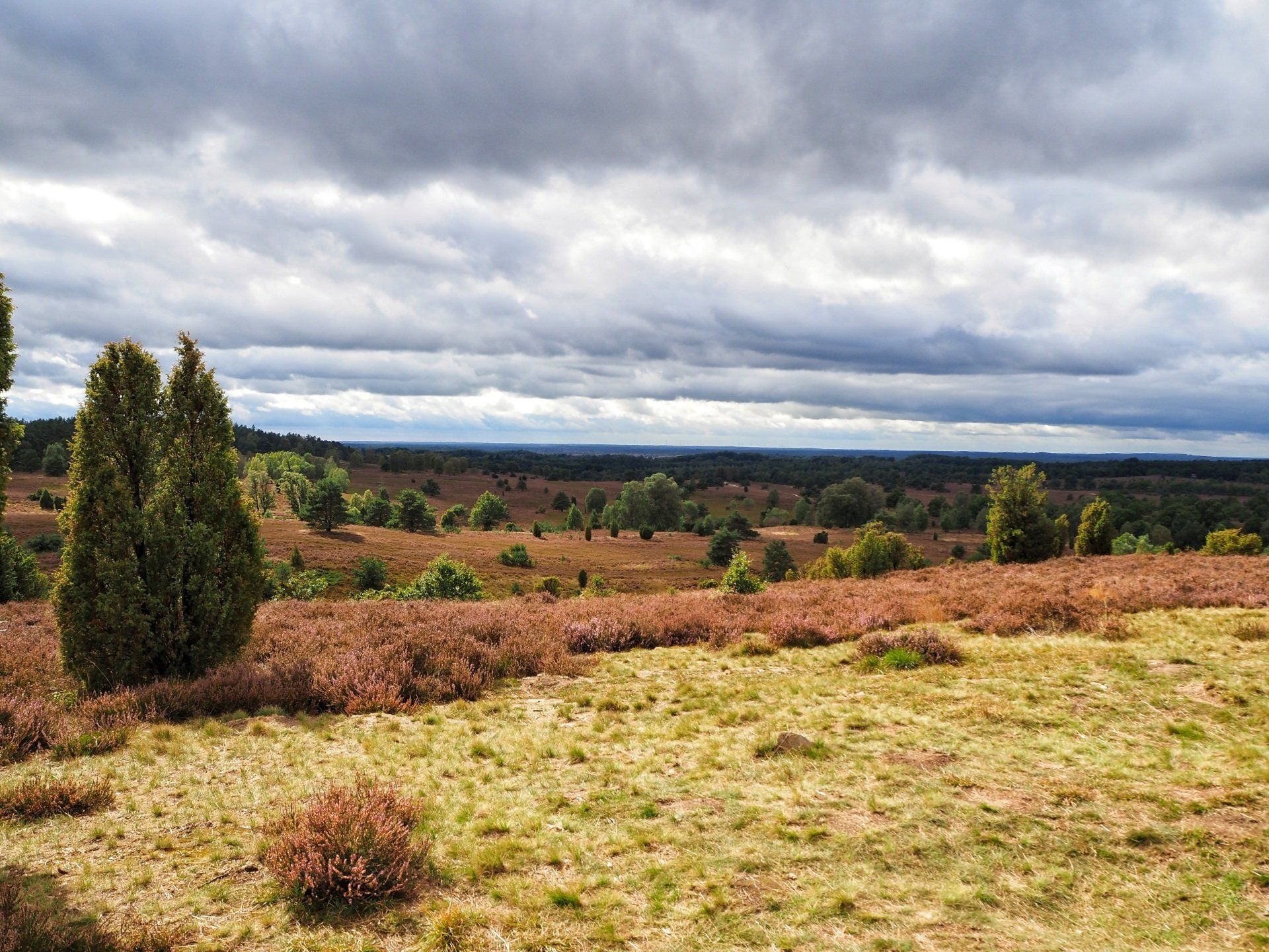 Lüneburger Heide Lüneburger Heide