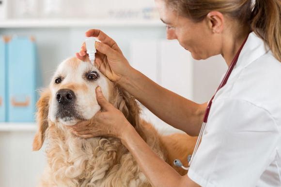 Dottoressa mette collirio a cane