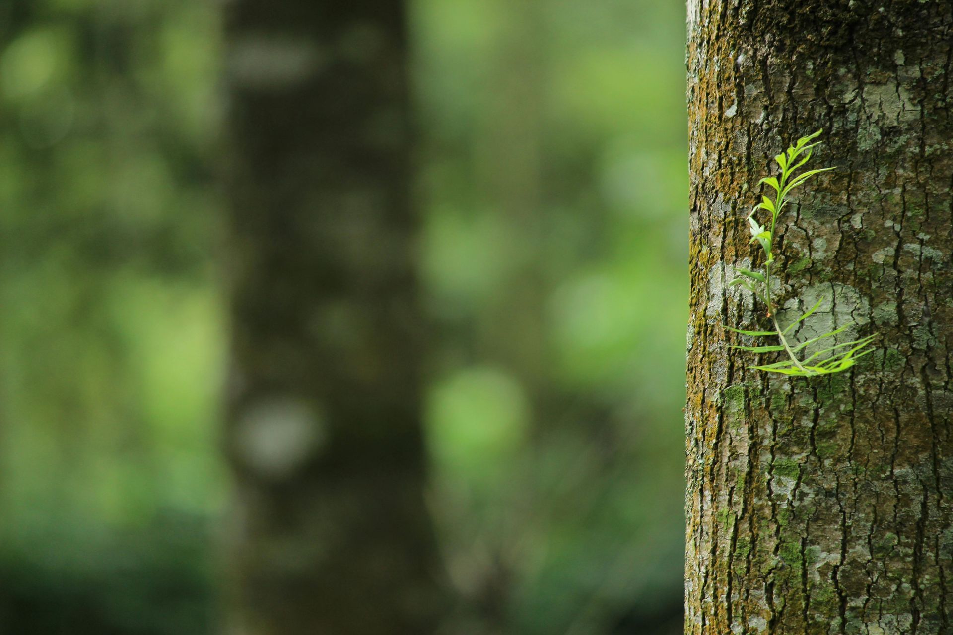 A tree trunk with a green plant growing out of it.