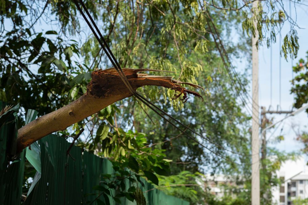 A tree branch is hanging from a power line.