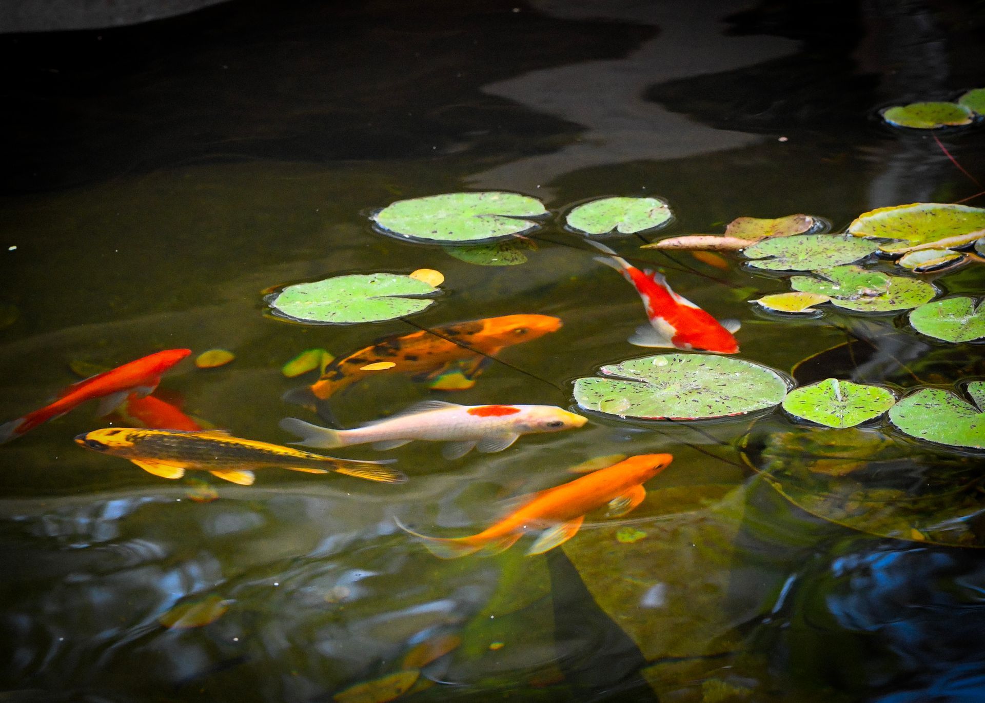 A group of fish are swimming in a pond with lily pads
