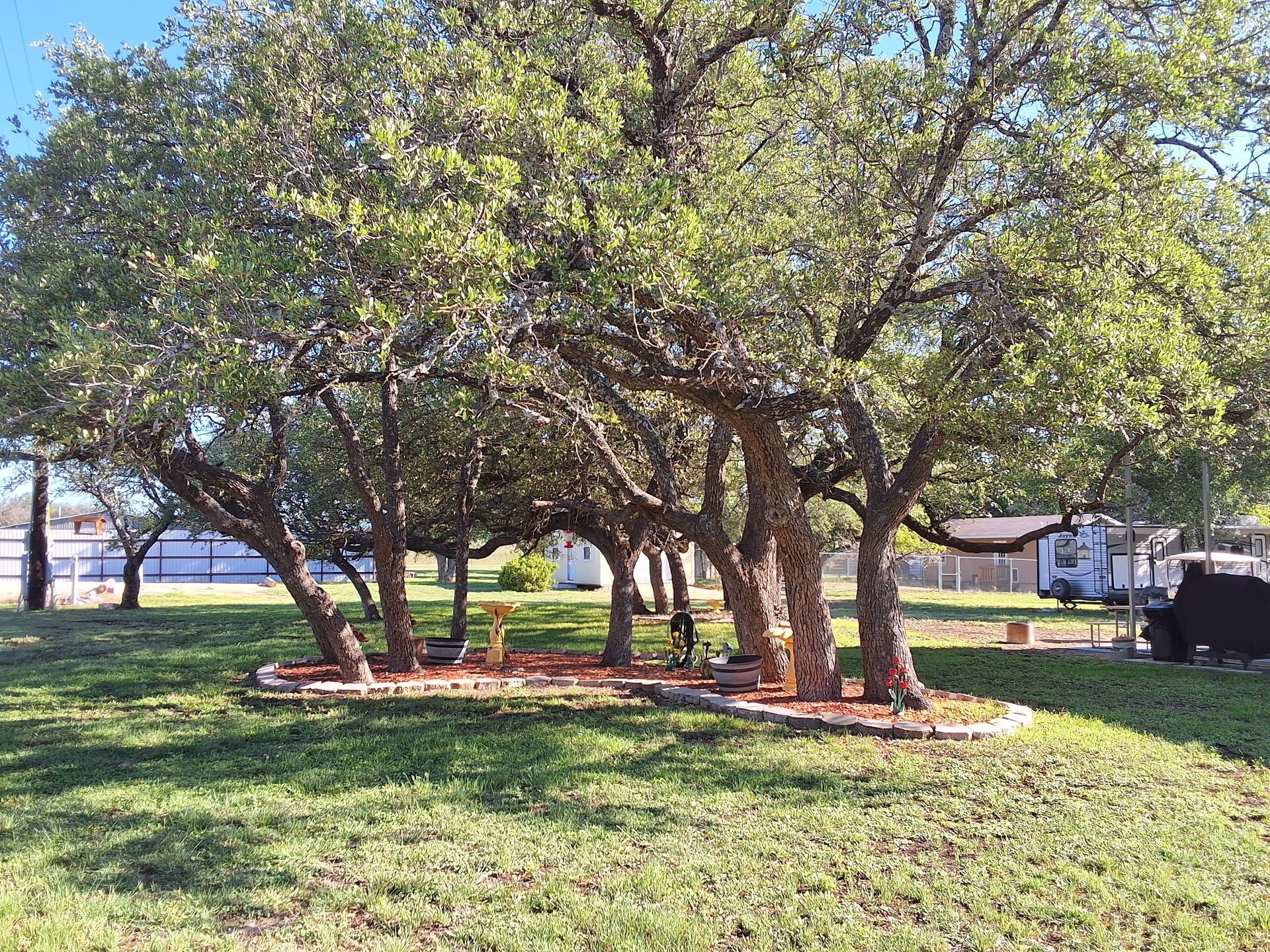A row of trees sitting on top of a lush green field.