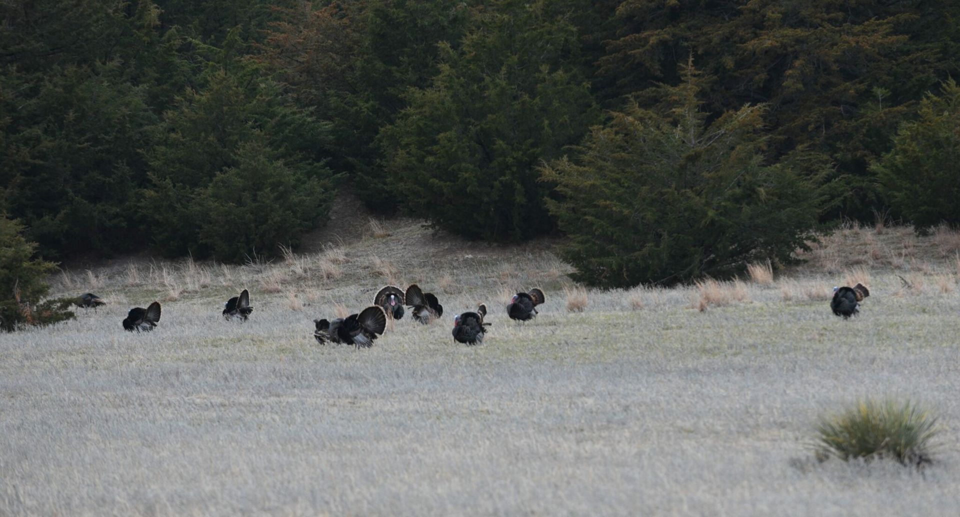 Flock of dark turkeys foraging in a frosted field near a line of green trees.