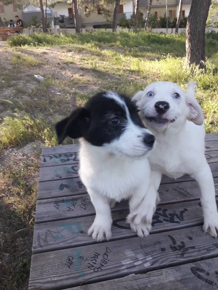 adotta un cande dal canile