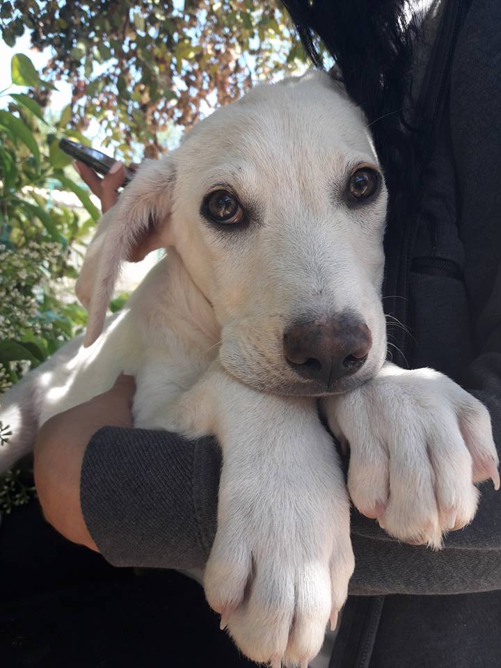 adotta un cane abbandonato