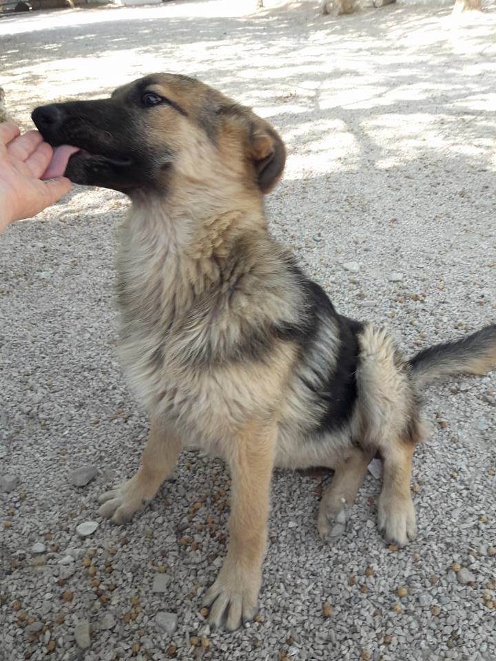 rifugio per cani abbandonati