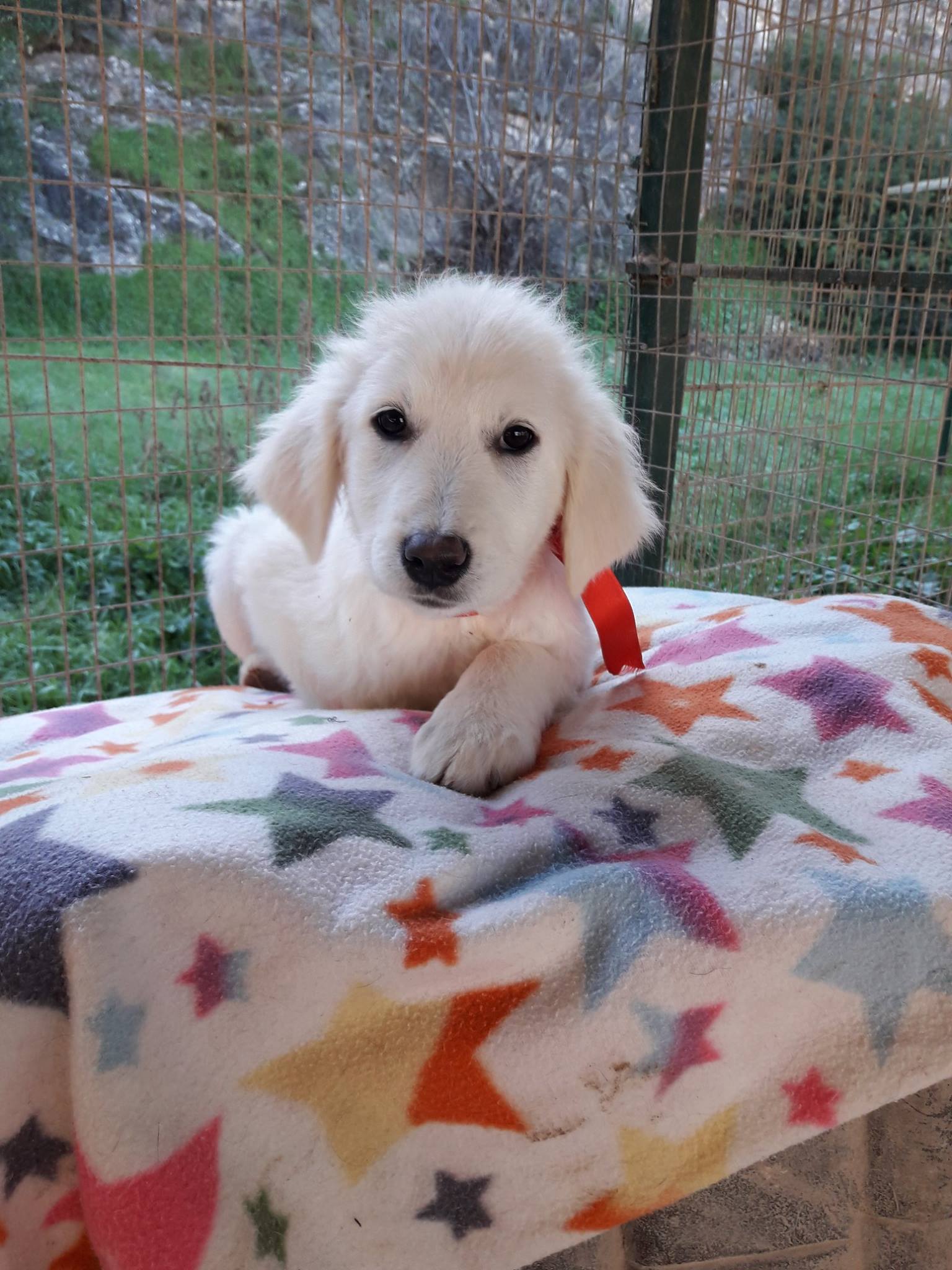 adotta un cande dal canile