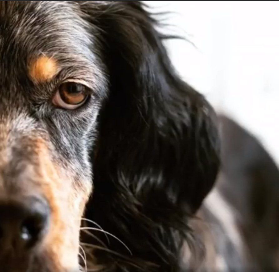 rifugio per cani abbandonati