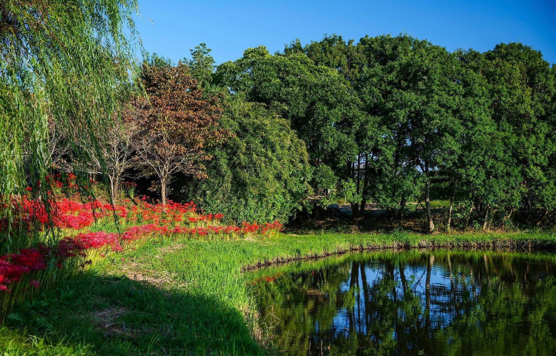 A pond surrounded by trees and flowers in a park.