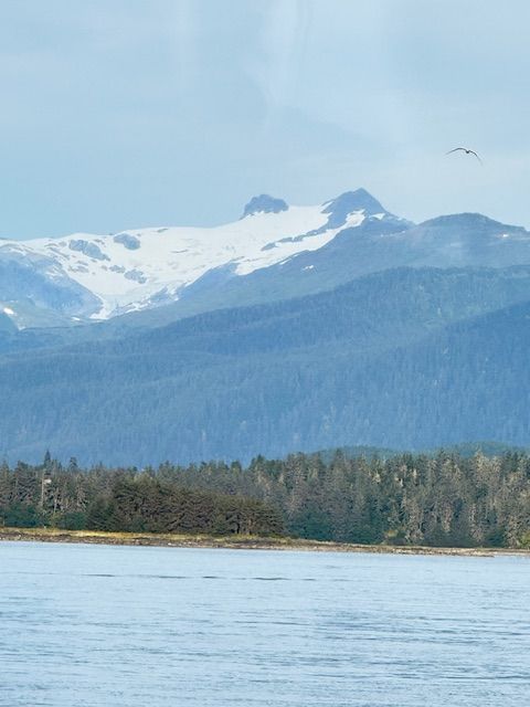 Snow-capped mountains rise above a dark green forest and water, with a bird in the sky.