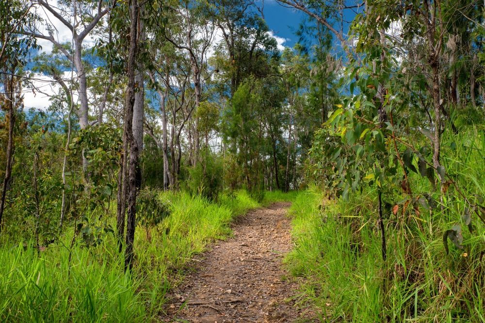 A Dirt Path Going Through A Lush Green Forest — Sunblitz Window Tinting In Albion Park, NSW