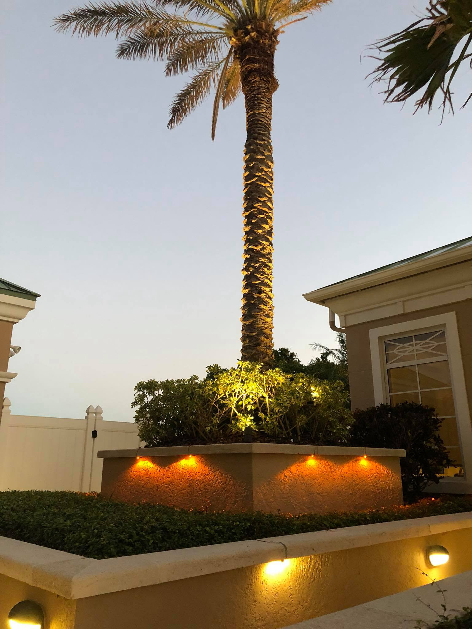 A palm tree is lit up in front of a house