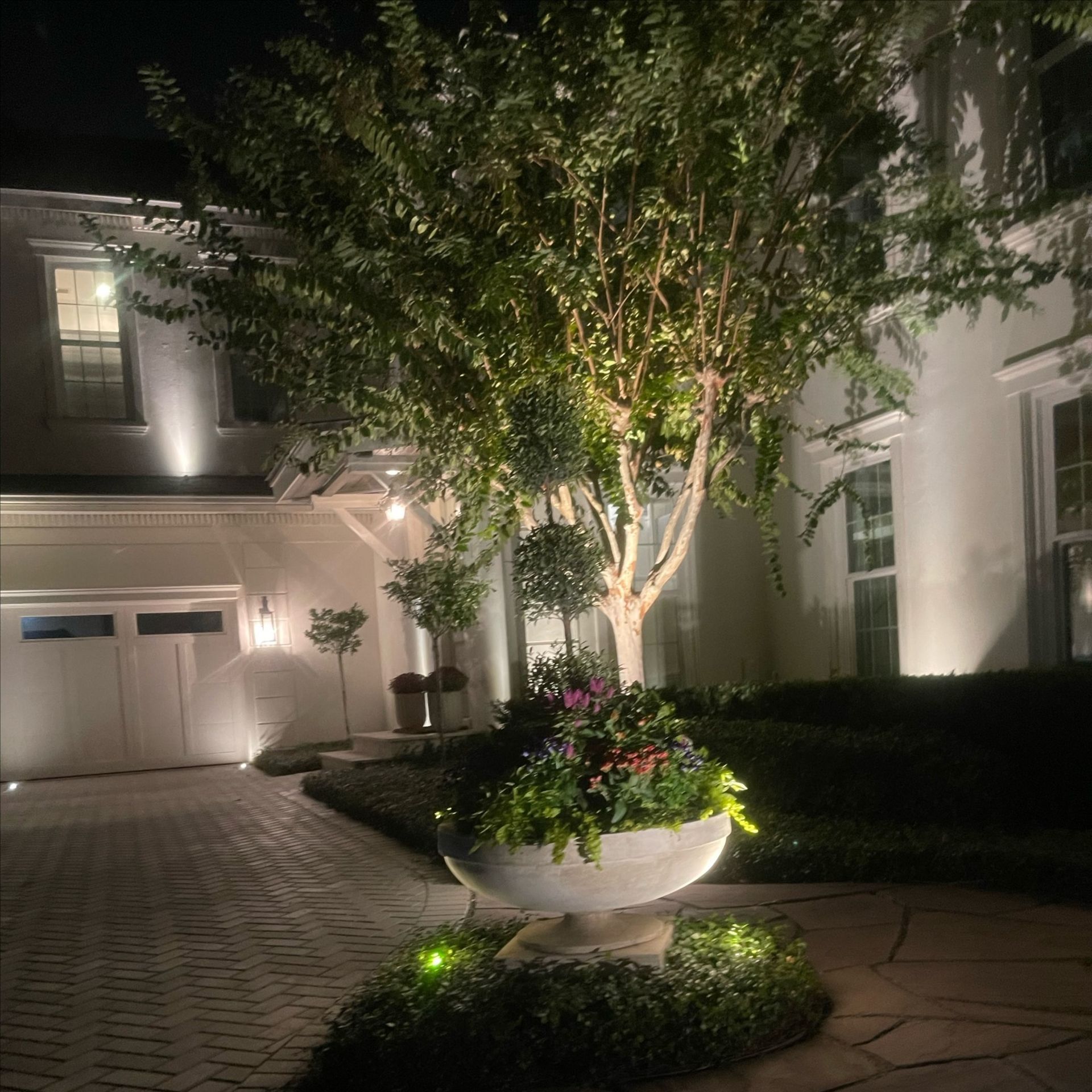 A well lit tree in a planter in front of a house at night