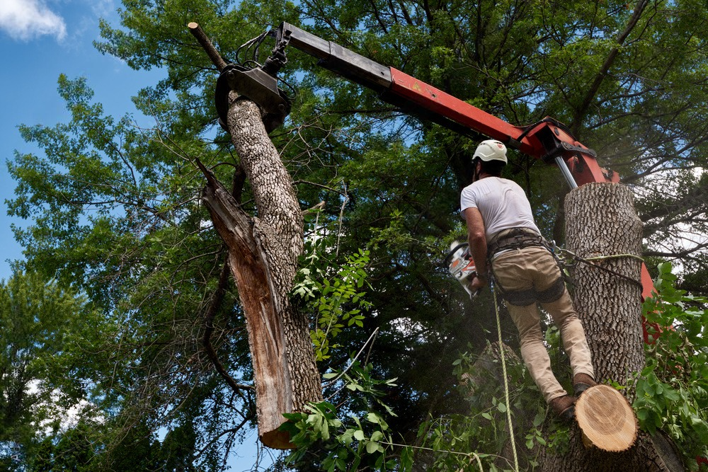 Arborist safely removing a lifeless tree with precision and expertise.