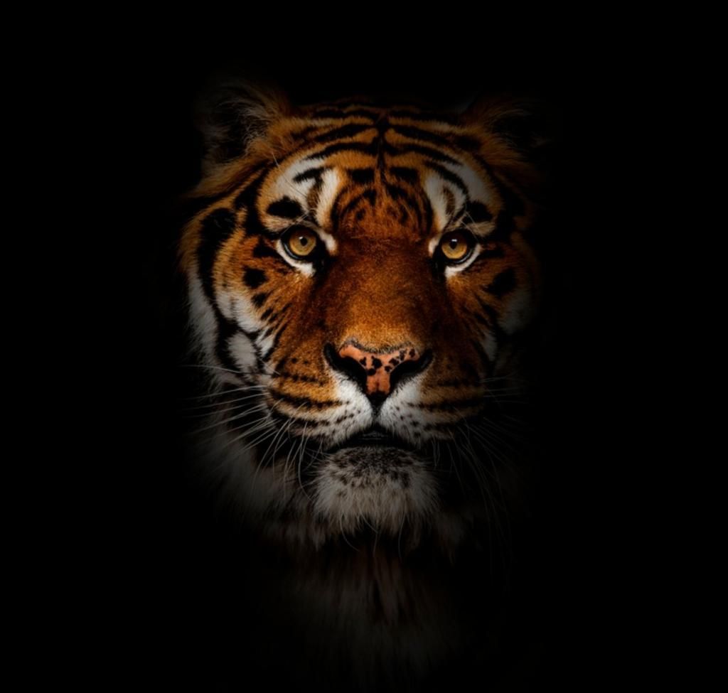 Tiger Logo