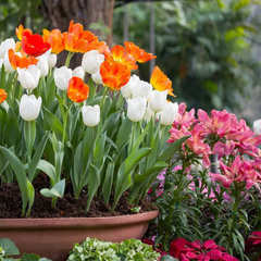 Colorful tulips and pink lilies in a brown planter, with green foliage in the foreground.