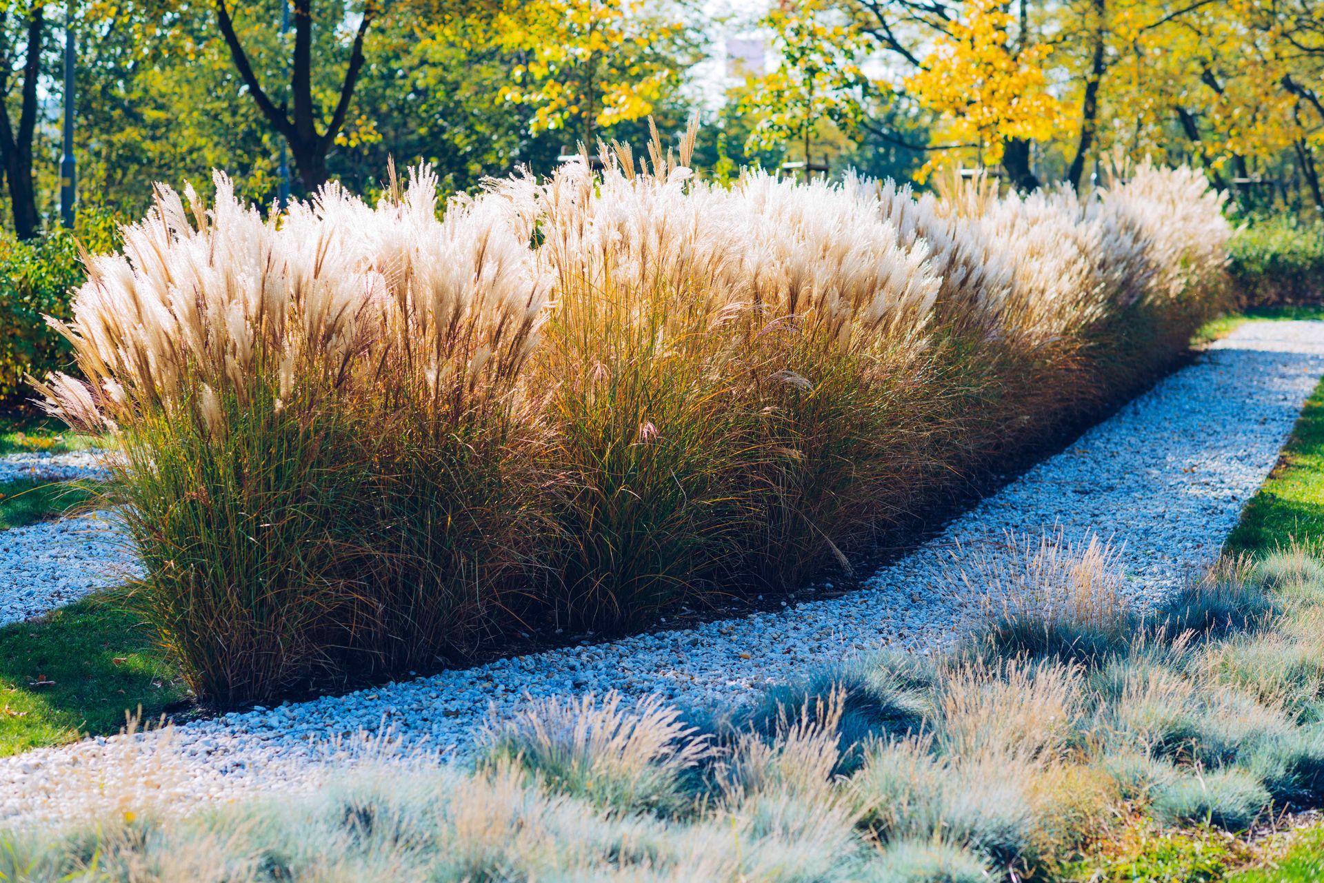 tall feather grass surrounded by bright colored pea gravel and grass
