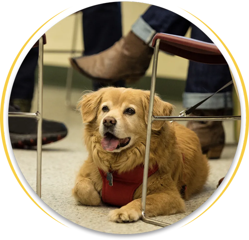 Emotional Support Animal