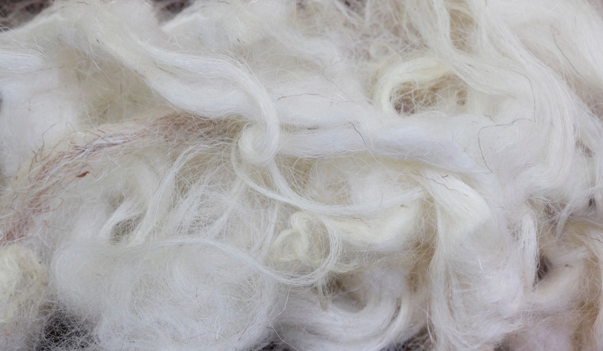 Fibre di lana di alpaca bianca, morbide e soffici.