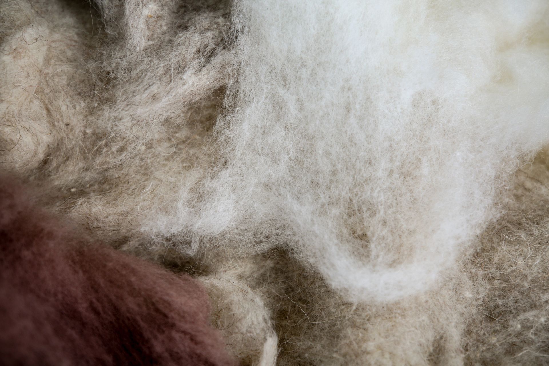 Primo piano di soffici fibre di lana dai colori misti nelle tonalità del bianco, marrone e bordeaux.