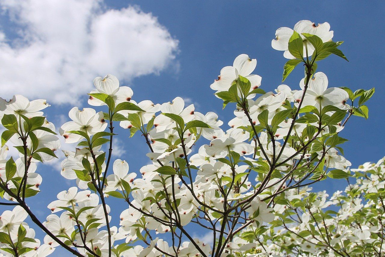 White flowers in front of a cloudy sky