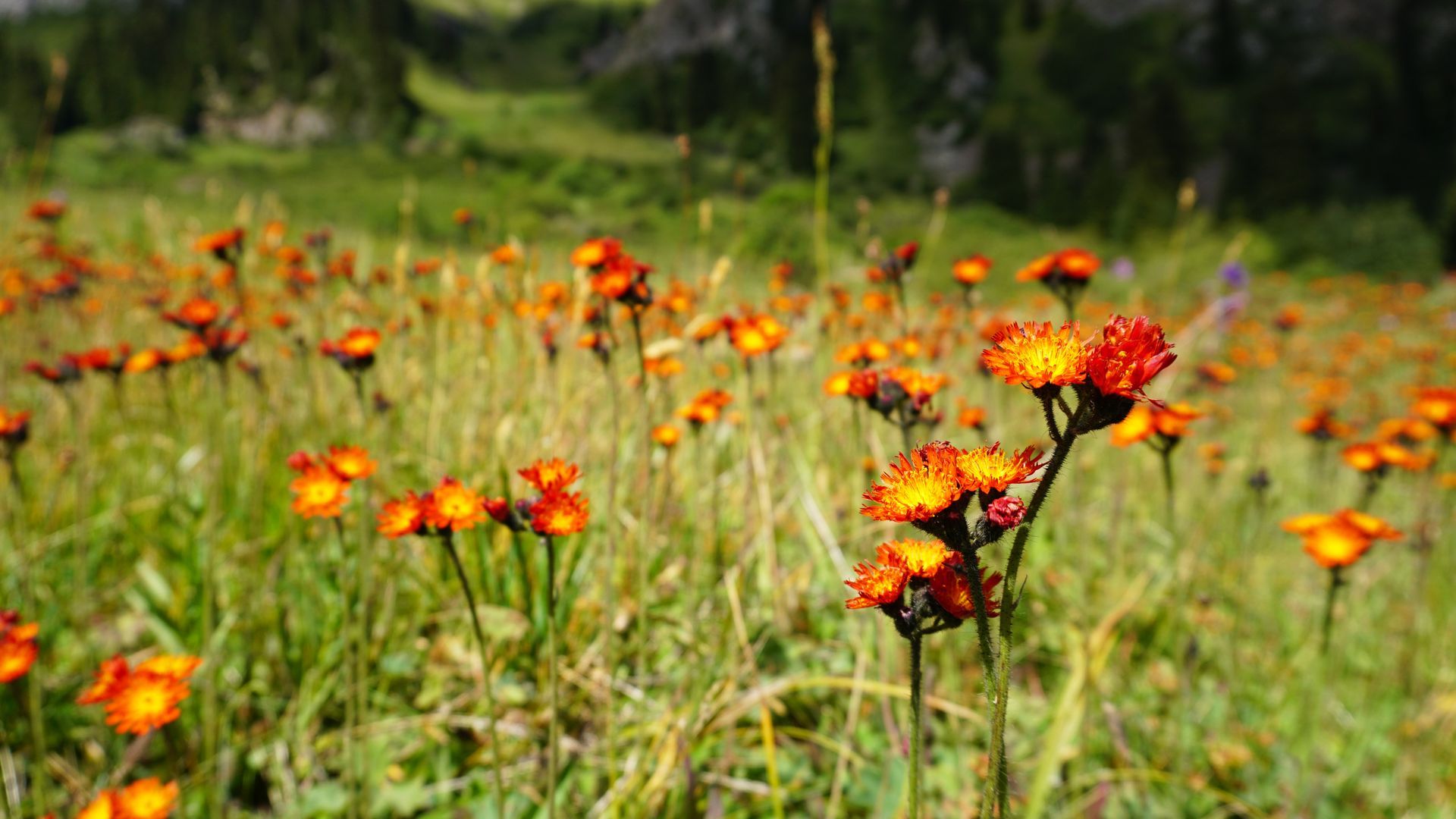 Field of bright orange hawkweed flowers in a grassy meadow.