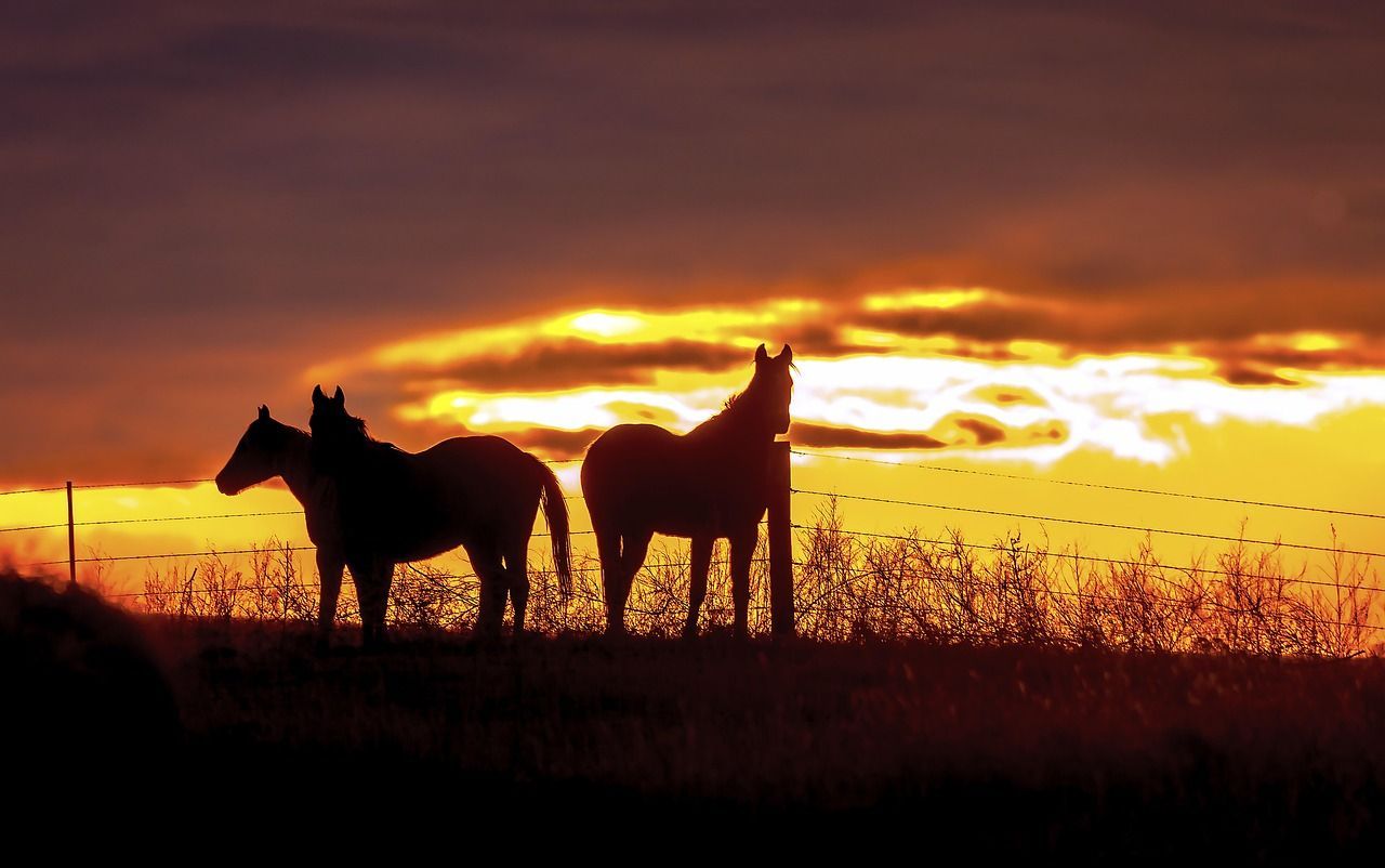 Silhouetted horses stand on a hilltop against a fiery sunset.
