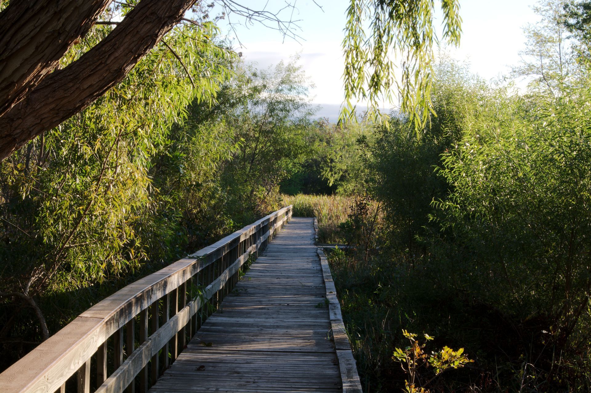 Wooden boardwalk through lush green foliage, leading to a brighter area; sunlight, outdoor setting.