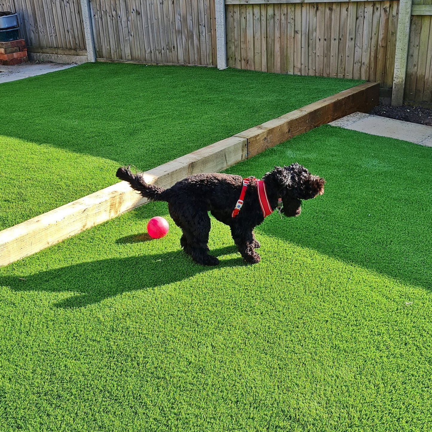 Dog on artificial grass lawn showing landscaping services