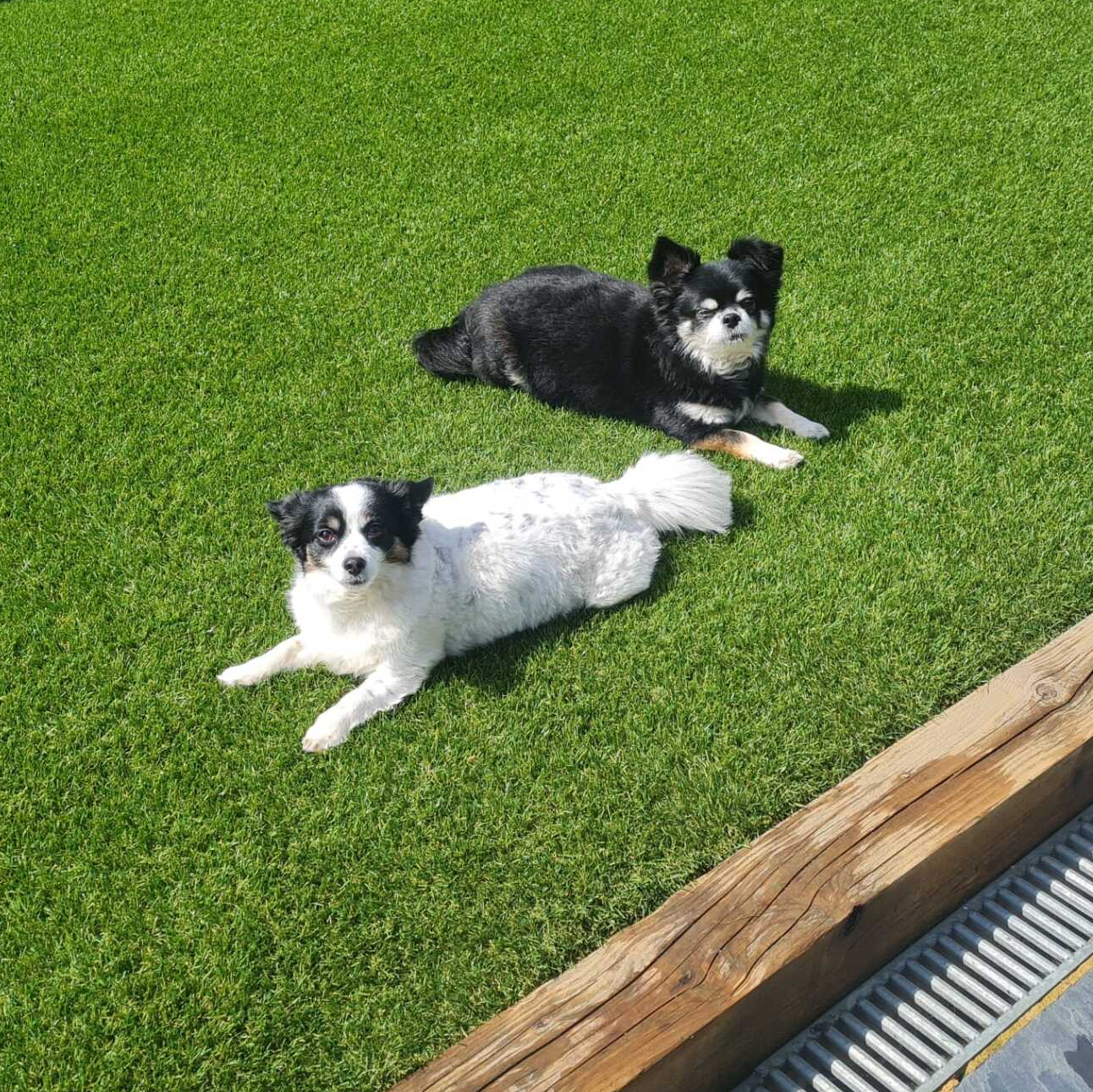 Dogs and other pets enjoying an artificial grass lawn in a Felixstowe garden