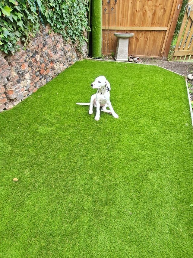 Dogs enjoying artificial grass lawns