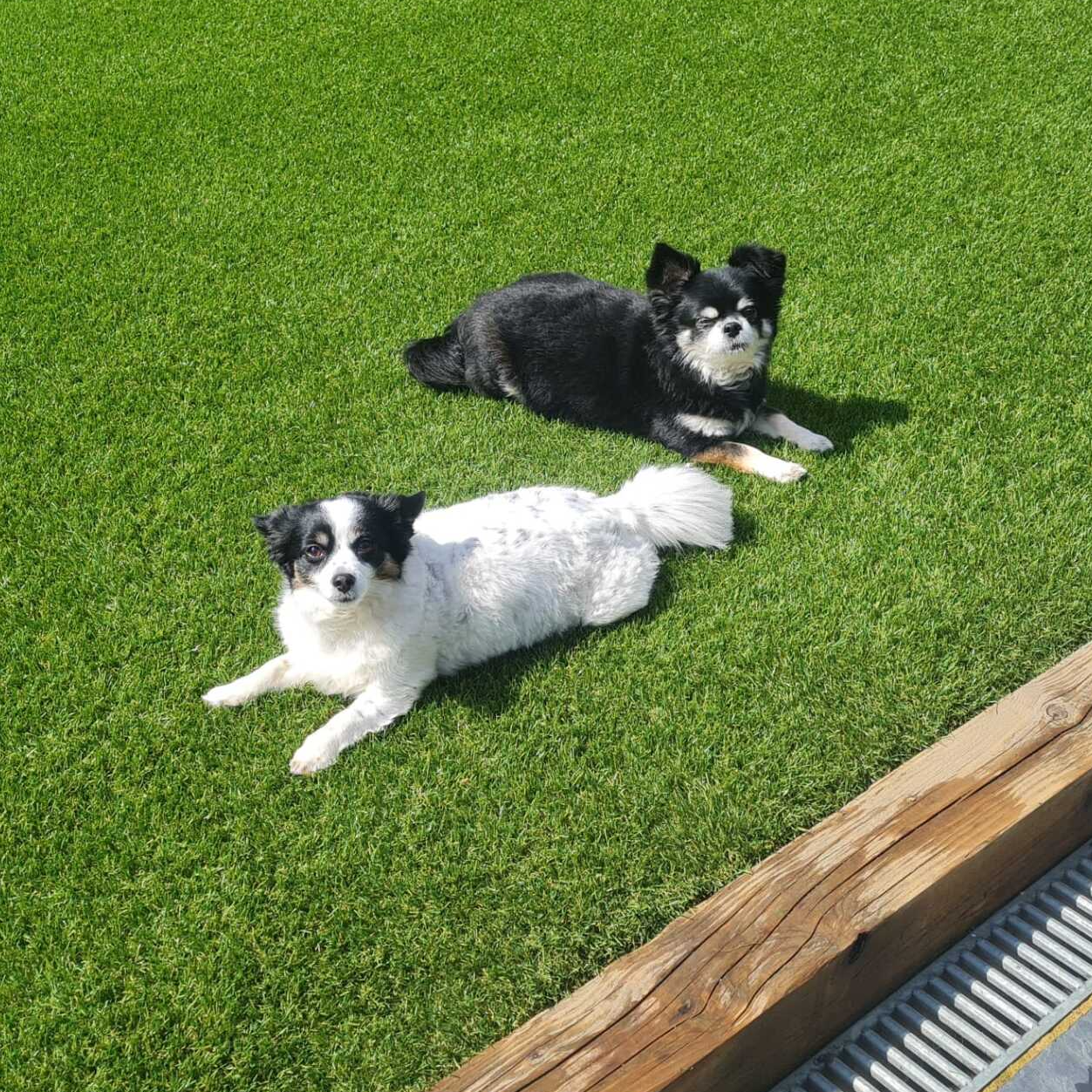 Landscaped gardens with artificial grass installed ideal for pets
