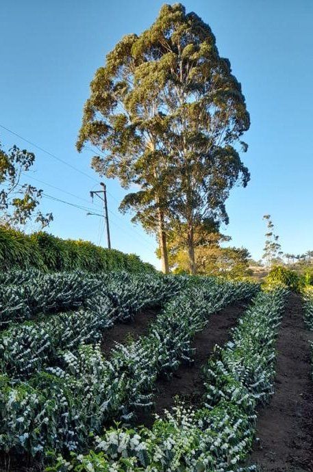 coffee plant in costa rica